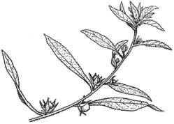 Image result for Ipomoea polymorpha