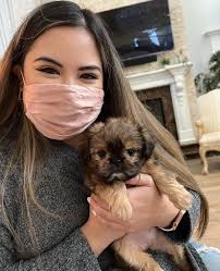 What breed of dog is a good fit for a 72-year-old woman who has experience  with Shih Tzus and is considering adopting a miniature Yorkie or Shih Tzu?