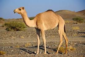 Friendship is one of the greatest bonds anyone can ever wish for. Essay Nation Short Essay On Camel