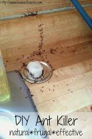 homemade ant how we flourish