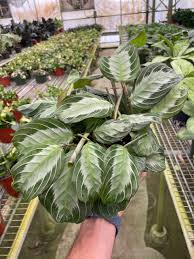 Image result for maranta
