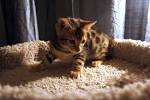 Free bengal kitten - May 2020 - NewsNow