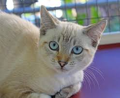 Artwork is uploaded, charted, and exported in less than 20 seconds. Hawaiian Humane Society On Twitter Although Young Luna Is A Little Shy At First She Would Love To Find Nargles With A Special Someone It S The Twelve Days Of Pet Mas And Adoption