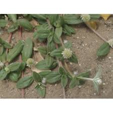 Image result for Pandiaka