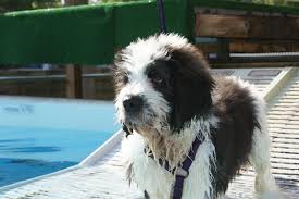 We did not find results for: St Berdoodle St Bernard Standard Poodle Mix Info And Pictures