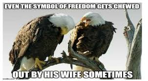 It S American Eagle Day So Feel Free To Enjoy These Majestic Memes Funny Animal Memes Funny Animals Animal Memes