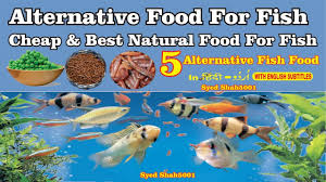Those instructions will take your goldfish to bad health faster than a greased pig on roller skates in the average aquarium. How Much To Feed Your Fish How To Feed And What To Feed Your Fish Youtube