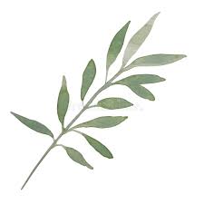 🌸to create greetings cards, invitations, cards, wrappers, logos, tags, calendars, catalogs, art prints, and brochures. Simple Green Watercolor Botanical Leaves Stock Vector Illustration Of Leaves Transparent 166499414