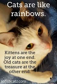 Pin By Sarah Lemasters On Amazing Purrs Cat Quotes Funny Cats Old Cats