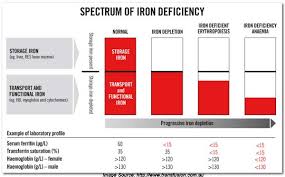 Iron Metabolism Part I Sources Transport Testing