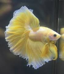 Live Betta Fish Show Quality Pinkish Yellow Ohm Butterfly Male Betta Fish Betta Fish