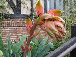 Image result for Beschorneria yuccoides