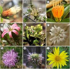 Maybe you would like to learn more about one of these? A Fully Resolved Backbone Phylogeny Reveals Numerous Dispersals And Explosive Diversifications Throughout The History Of Asteraceae Pnas