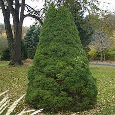Check spelling or type a new query. Landscape Plants Rated By Deer Resistance Rutgers Njaes
