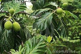 Breadfruit Tree Download From Over 56 Million High Quality Stock Photos Images Vectors Sign Up For Free Today Image Breadfruit Fruits Images Plant Leaves