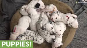 Newborn puppies cannot support their weight for the first two weeks of life, so they crawl around on their bellies, paddling and pushing with their legs and building strength. Sweet 4 Week Old Dalmatian Puppies Have A Sleepy Snuggle Youtube