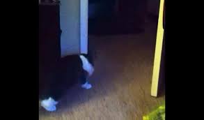 This is the incredible moment britain's politest cat knocks on a front door to be let in.hilarious footage shows a furmidable black and white moggie waitin. This Cat Has Trust Issues With The Doorway
