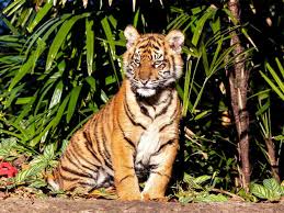 Govt gives ca|ts accreditation to 14 tiger reserves in india we want all 51 of our tiger reserves to get the accreditation and stay protected, he said.cats is being implemented across 125 sites in seven tiger range countries, and india has the biggest number with 94 sites, out of which, assessment was completed for 20 tiger reserves this year, according to wwf india. International Tiger Day India S Journey From Ek Tha Tiger To Tiger Zinda Hai International Tiger Day The Economic Times