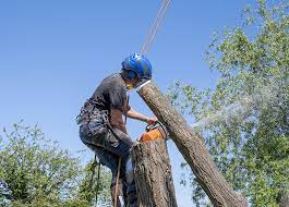 Our goal is to provide exceptional tree service to all residential and commercial clients looking to maintain or improve the natural surroundings of their homes and. Tree Service Tree Trimming Santa Clarita Ca Affordable