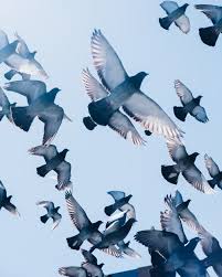 Free Images Birds In Flight Best 100 Different Pictures Hq Download Free Images On Unsplash Flying Photography Birds Flying Birds In The Sky