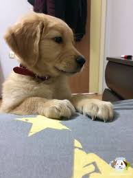 2 5 Aylik Golden Yavrusu 2 5 Aylik Golden Yavrusu Kopek Kopekseverler Kopeksahiplendirme Kopekyavrusu Evcilhay Golden Retriever Evcil Hayvanlar Kopek