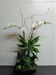 Delivered more than 729 times, color your day ( costing just $54.99 ) is one of our most ordered bouquet for same day flower delivery in las vegas area. Phalaenopsis Orchid Plants Same Day Delivery In Norwalk Ca Norwalk Florist