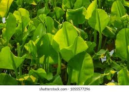 Image result for Limnocharitaceae