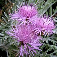 Image result for Nemesia lilacina