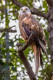 Fünfsprachiges wörterbuch der tierischen namen — vögel > milan. 25 Roter Milan Red Kite Ideen Roter Milan Raubvogel Tiere