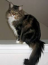 Maine coons tip the scales at anywhere from 9 to 16 pounds (female) and 13 to 18 pounds (male). Maine Coon Wikipedia
