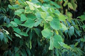 Image result for Pueraria