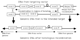 Genes Promoters Dna Genetics
