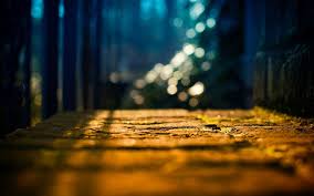 Close Up Land Light Tree Sun Blur Bokeh Background Wallpaper Widescreen Full Screen Hd Wallpaper In 2020 Bokeh Wallpaper Blurred Background Blur Background Photography