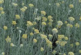 Es handelt sich da wohl um das currykraut (helichrysum italicum), dass wirklich stark nach curry riecht und auch so verwendet werden kann. Currykraut Verwendung Wirkung Und Anbau