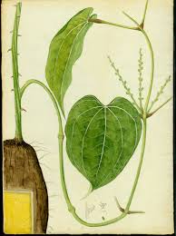 Image result for Dioscorea cayenensis