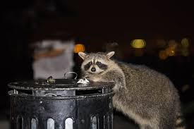 Are raccoons getting on your nerves and into your house? How To Keep Raccoons Away From Your Home Terminix