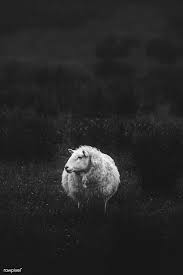 Black And White Sheep Picture Download Premium Image Of Scottish Sheep Standing Alone On A Field In 2020 Animals Black And White Sheep Black And White Pictures