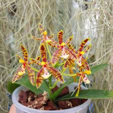 Image result for Phaius mannii