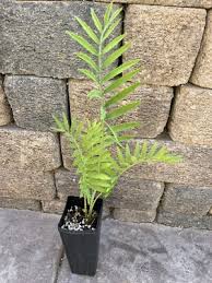 Image result for Encephalartos munchii