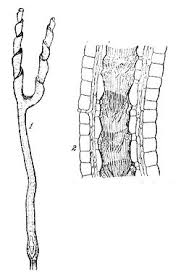 Image result for Genlisea