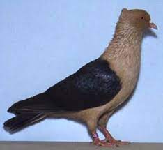 Paling bagus 23 gambar burung anak tk di 2020 gambar burung anak. Pin Auf Merpati Mania