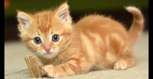 Hewan karnivora satu ini memang dianggap sebagai salah satu hewan yang harus diperlakukan dengan baik oleh banyak penduduk di wilayah indonesia. 20 Jenis Kucing Yang Populer Beserta Harga Gambar Lengkap