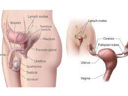 Women are made of sugar and spice and all things nice. Male And Female Gonads Testes And Ovaries