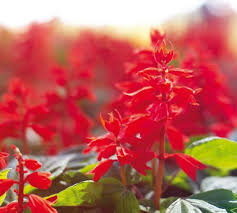 Federal natural resource agencies list 94 species of exotic plants as noxious weeds, and many more appear on state lists. Trial Garden 2021 Issuu