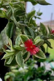 Maybe you would like to learn more about one of these? 24 Trailing Succulents Perfect For Planting In Hanging Baskets