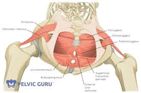 The pelvis and the pelvic floor muscles seal the abdominal and pelvic cavity in a caudal direction; Muscles In The Pelvic Floor The Perfect Pelvis