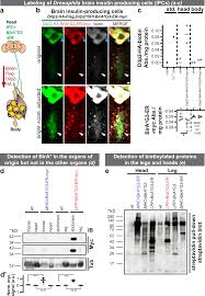 Maybe you would like to learn more about one of these? Proteomics Of Protein Trafficking By In Vivo Tissue Specific Labeling Nature Communications
