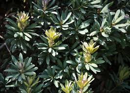 Image result for Podocarpus latifolius