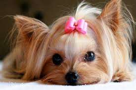 Pet name for jackie (m). 125 Female Dog Names