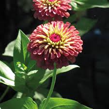Check out the zinnia, queen red lime in flowering annuals, plants & seeds, zinnia from w. Zinnia Queen Lime Red Organic Gardening Catalogue